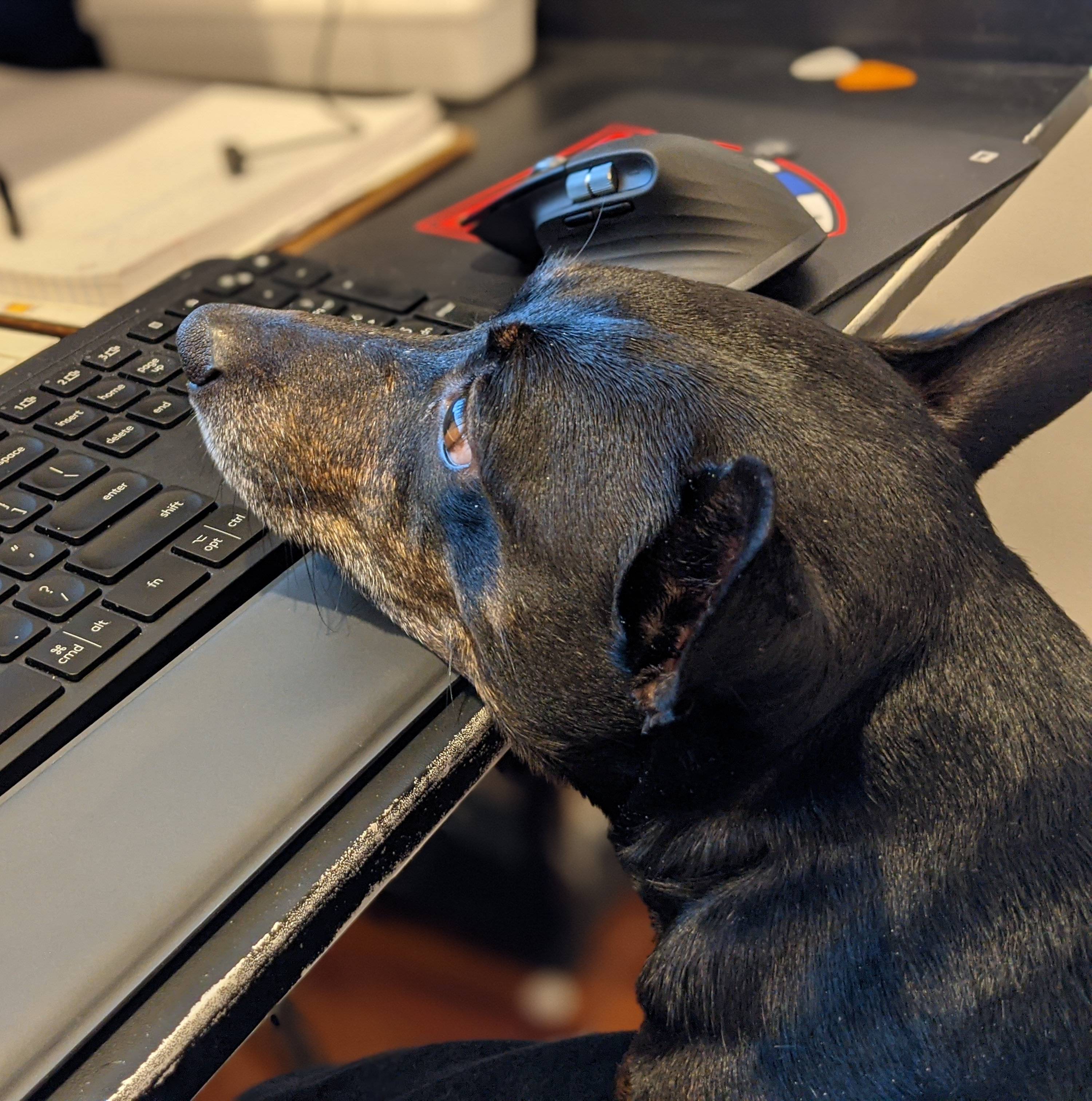 cooperLost